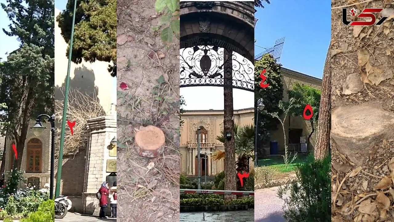 قطع ۱۴ درخت و درختچه در موزه آبگینه؛ میراث فرهنگی همچنان سکوت کرده است + فیلم
