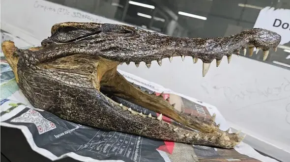 فرودگاه محل دستگیری متهم به قاچاق جمجمه تمساح
