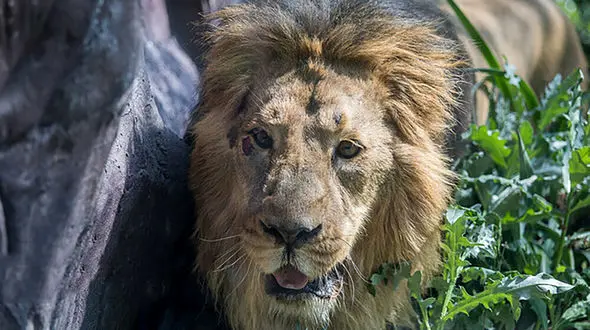 مداوای شیر نر باغ وحش تهران زیر نظر اروپایی ها / شیر نر پارک ارم بیمار است + عکس 