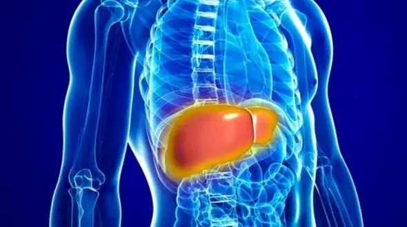 رابطه مصرف زیاد آب و کبد چرب؛ باور یا واقعیت؟