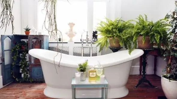 بهترین گیاهان آپارتمانی کم نور برای دیزاین حمام