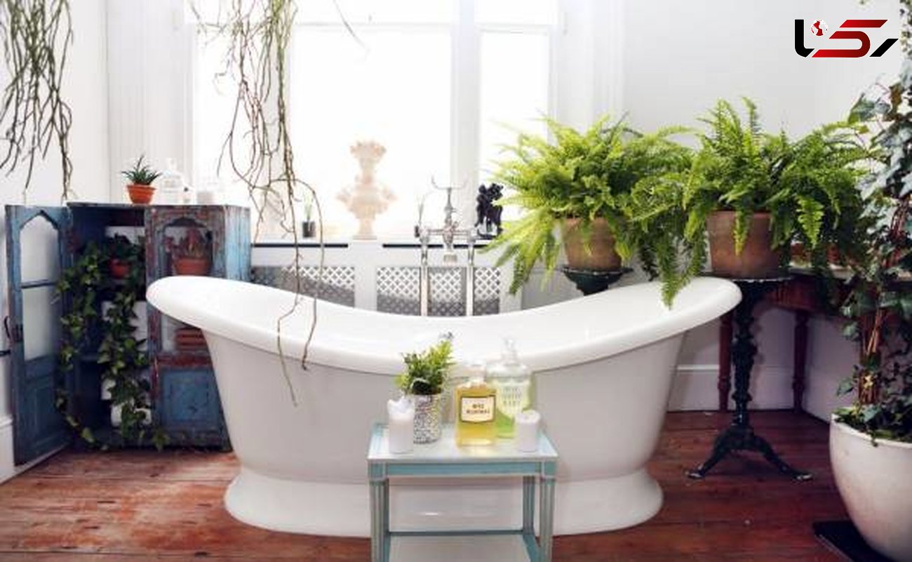بهترین گیاهان آپارتمانی کم نور برای دیزاین حمام