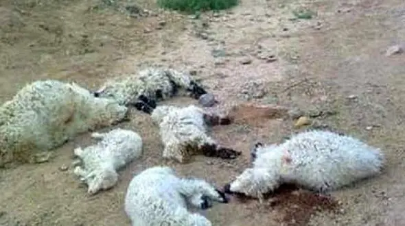 400 راس گوسفند در حمله پلنگ تلف شدند / در کرمانشاه رخ داد