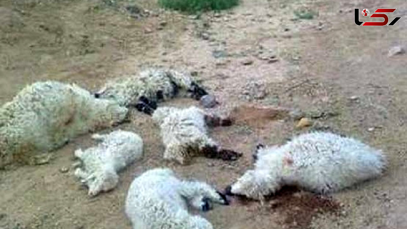 400 راس گوسفند در حمله پلنگ تلف شدند / در کرمانشاه رخ داد