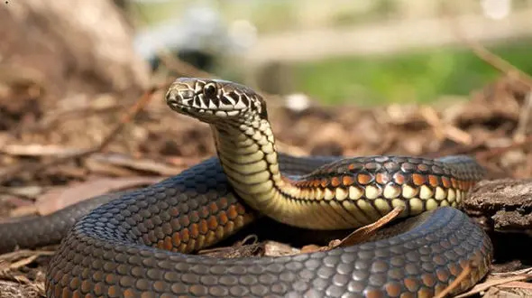 مار رنگین کمانی مردم را شگفت زده کرد + فیلم 