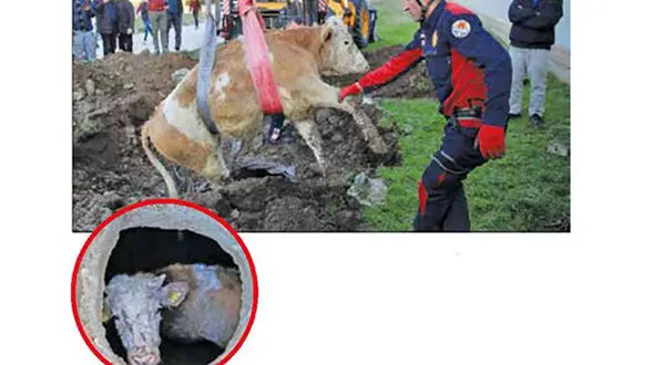 سگ باهوش یک گاو را از مرگ نجات داد+ عکس