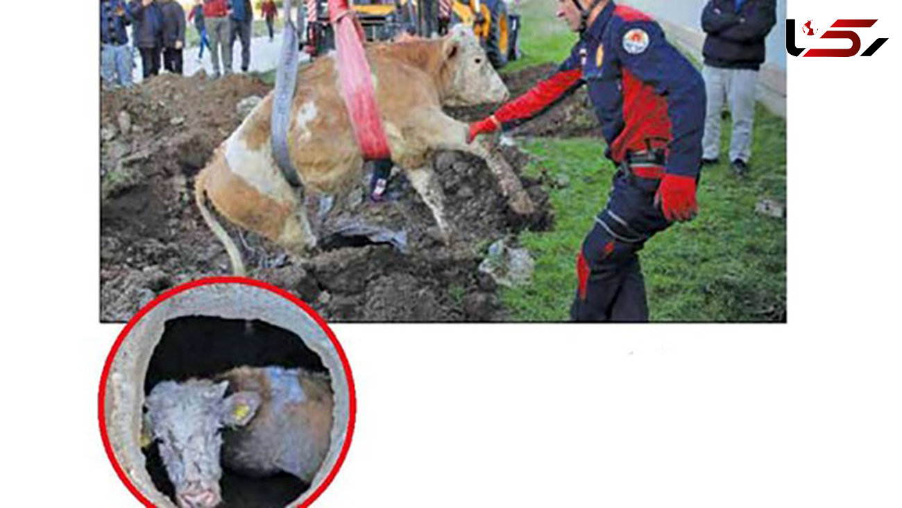 سگ باهوش یک گاو را از مرگ نجات داد+ عکس