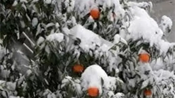 30 میلیارد تومان خسارت به باغداران مرکبات شمال پرداخت می شود