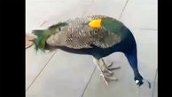 ببینید / لحظه سرقت عجیب یک طاووس شکمو از ظرف غذای یک زن! + فیلم