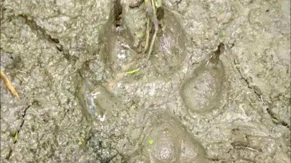 وحشت از ردپای پلنگ در آب بندان آمل + عکس 