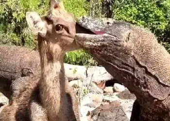 مستند حیات وحش؛ کومودو ازازیل آهوی مسلول رو حالی که جان دارد بلعید