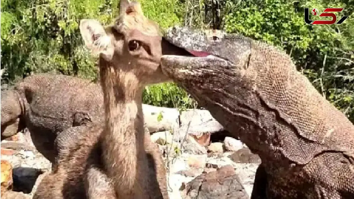 مستند حیات وحش؛ کومودو ازازیل آهوی مسلول رو حالی که جان دارد بلعید