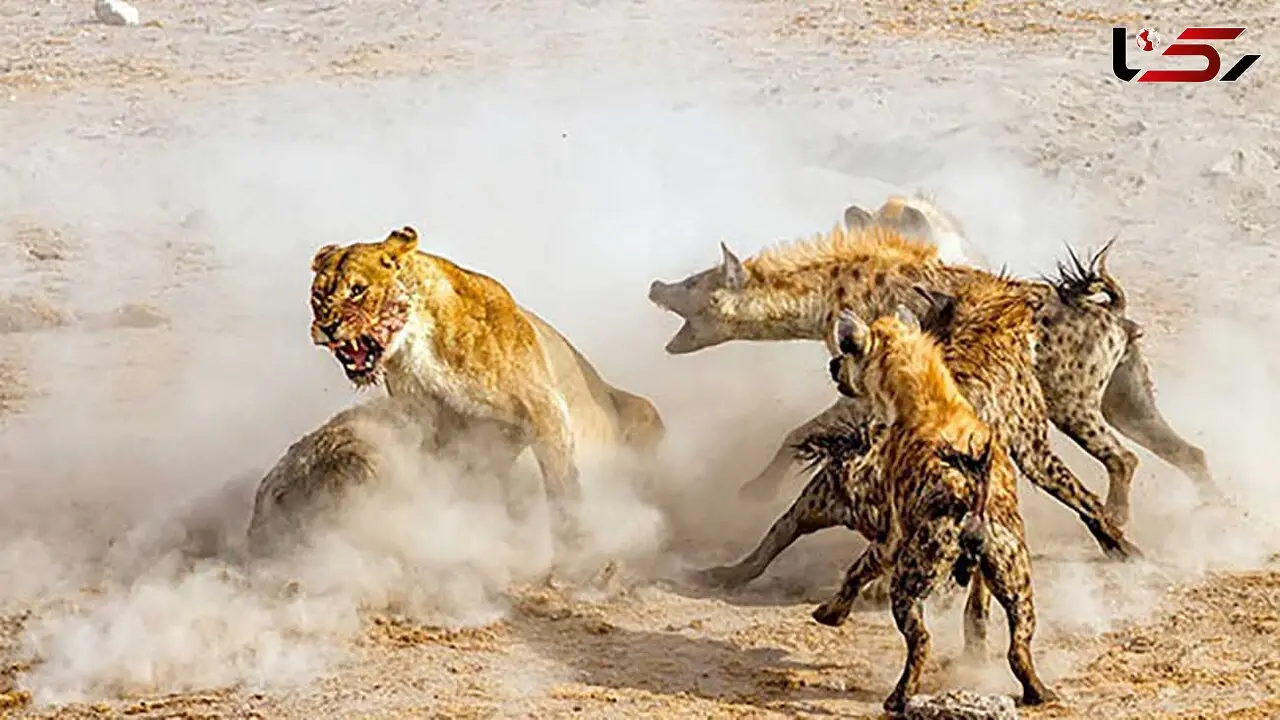 فیلم جدال دیدنی شیر ماده با دسته کفتار بر سر شکار !