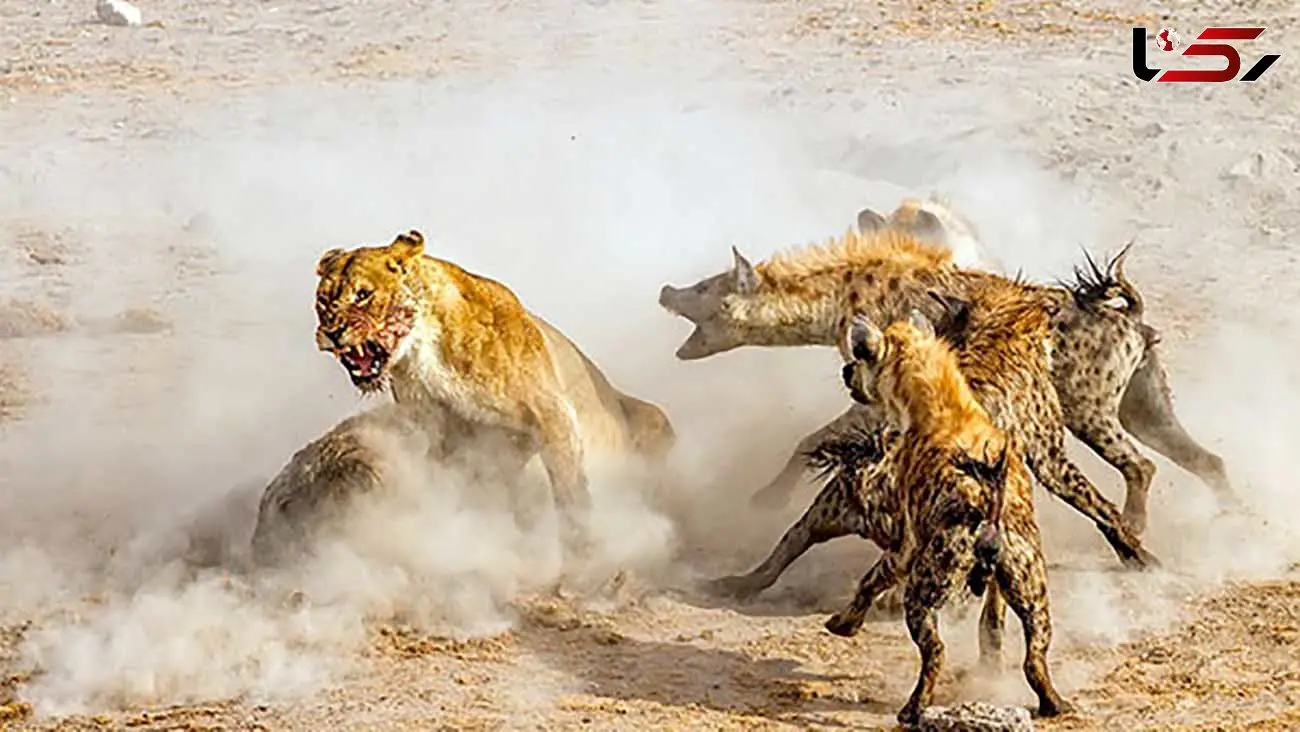 فیلم جدال دیدنی شیر ماده با دسته کفتار بر سر شکار !