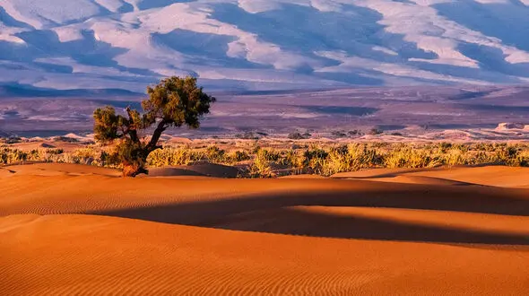 بیابان زدایی به روش چینی ها