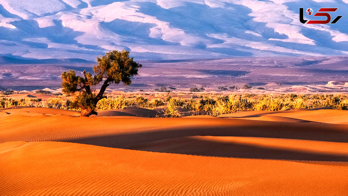 بیابان زدایی به روش چینی ها