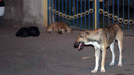 دردسر جمعیت رو به افزایش سگهای ولگرد در قزوین +عکس