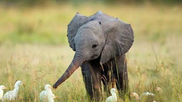 این غول های احساساتی شما را به خنده می اندازند +تصاویر 