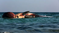 فیلمی از علت مرگ 2 نهنگ در کیش 