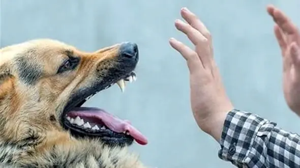 حمله خونین سگ های ولگرد به 8 زن و مرد در لرستان