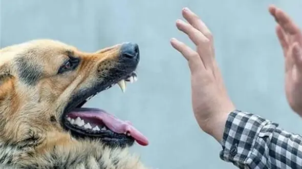 حمله خونین سگ های ولگرد به 8 زن و مرد در لرستان