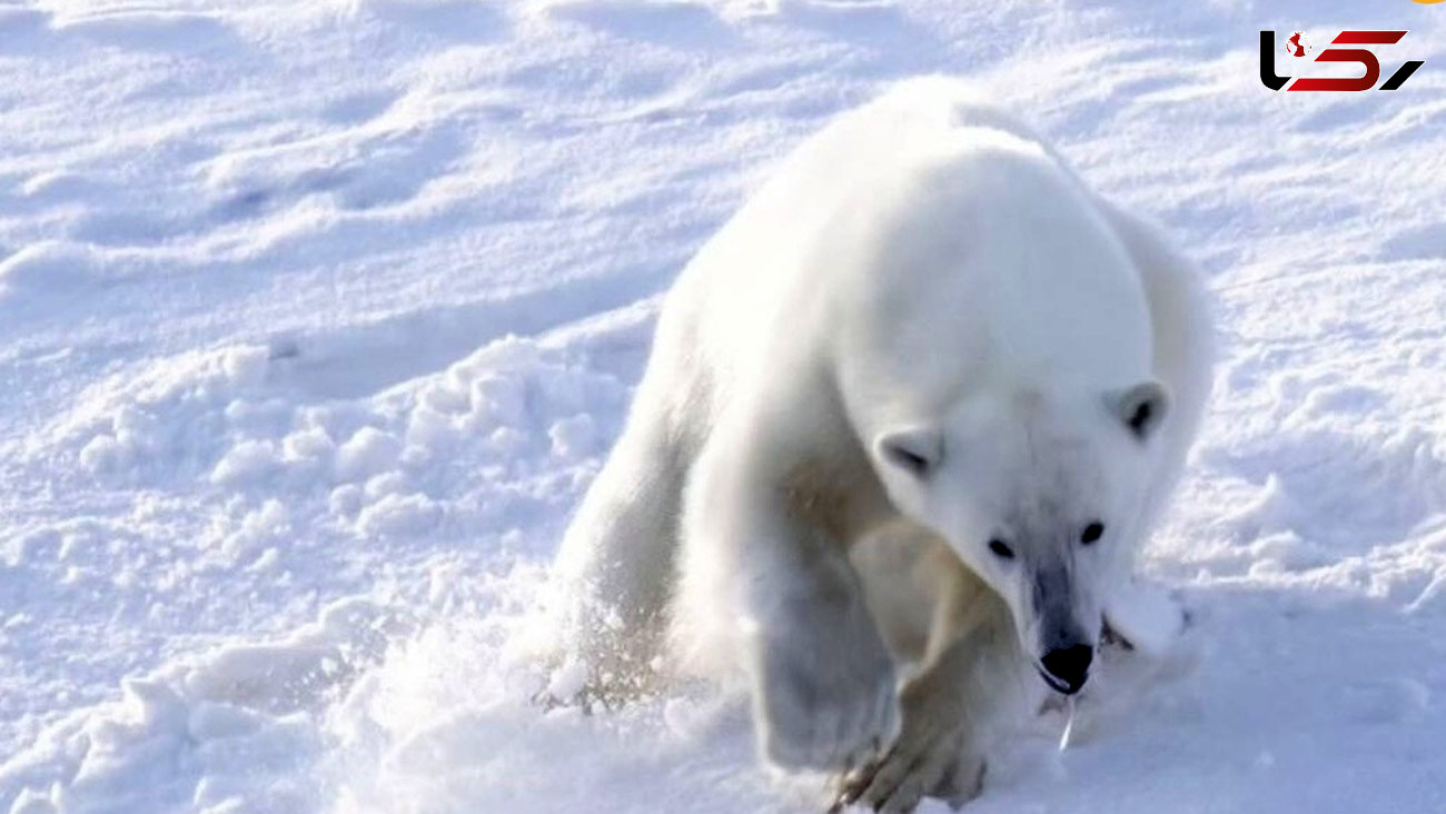 شکار موفق خرس قطبی + فیلم