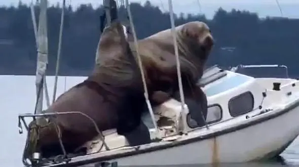 عکس بزرگترین شیر دریایی روی یک قایق+فیلم