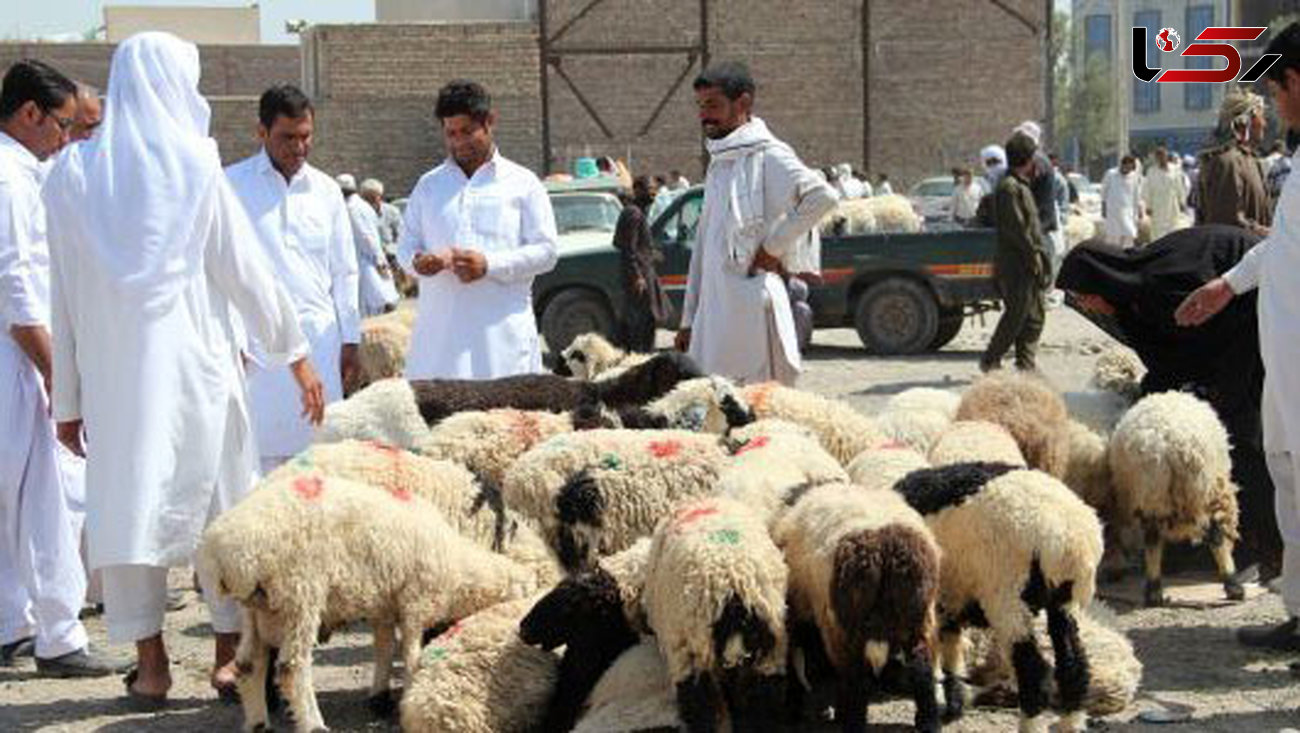 باند قاچاق گوسفند در مرز مهران منهدم شد
