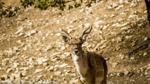 فیلم خوفناک راه رفتن یک گوزن با سر قطع شده همنوعش در نبرد !