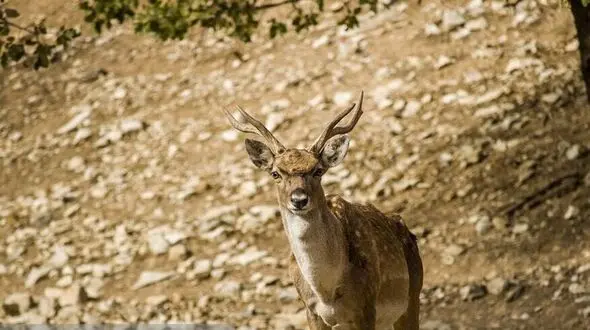 فیلم خوفناک راه رفتن یک گوزن با سر قطع شده همنوعش در نبرد !