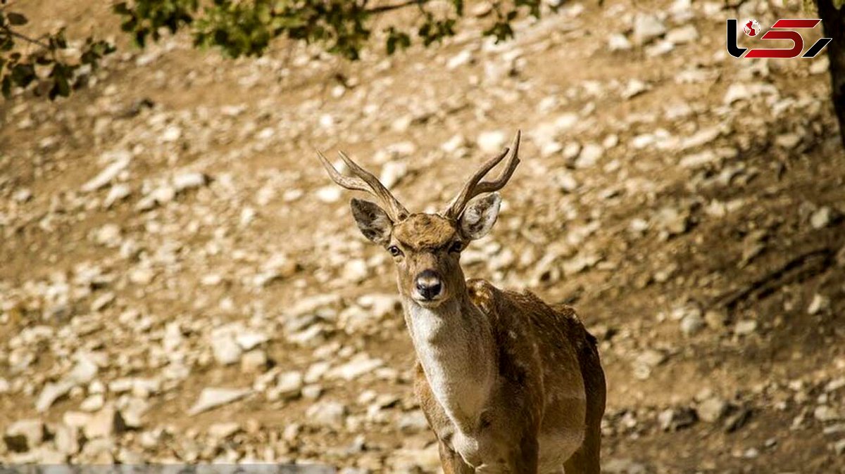 فیلم خوفناک راه رفتن یک گوزن با سر قطع شده همنوعش در نبرد !