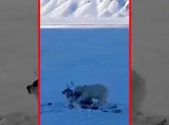 فیلم شکار گوزن توسط خرس قطبی