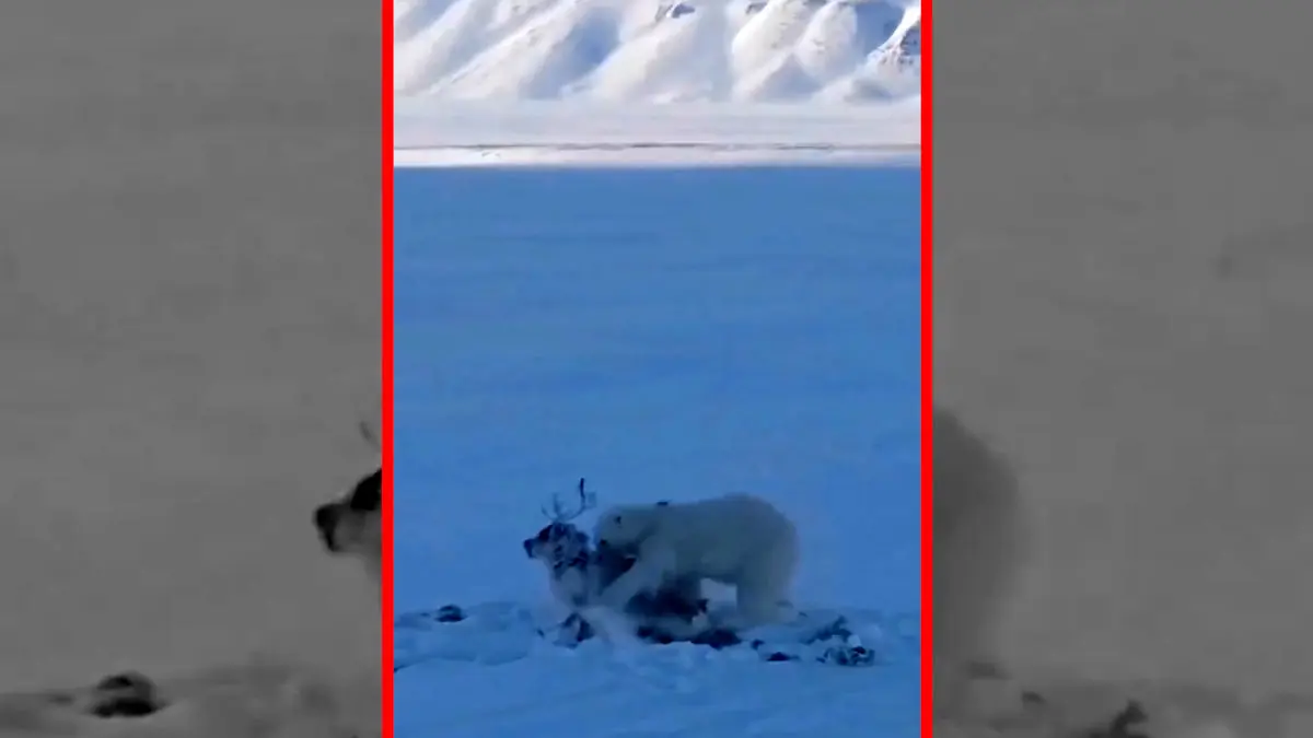 فیلم شکار گوزن توسط خرس قطبی