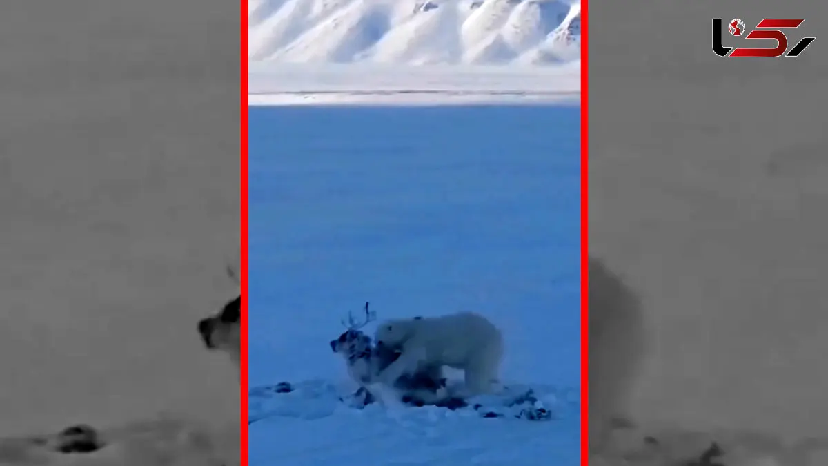 فیلم شکار گوزن توسط خرس قطبی