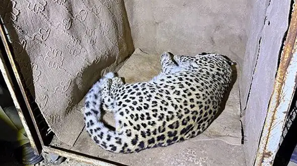 انتقال فوری پلنگ سرگردان شهمیرزاد به تهران 