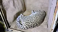 انتقال فوری پلنگ سرگردان شهمیرزاد به تهران 