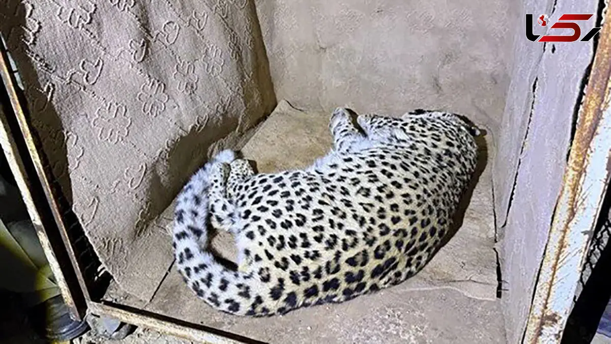 انتقال فوری پلنگ سرگردان شهمیرزاد به تهران 