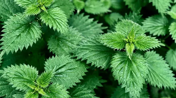 کدام گیاه دشمن ریزش مو است؟ + اینفوگرافی