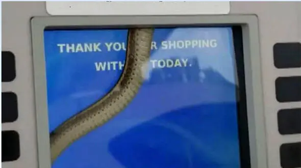 جولان مار در داخل نمایشگر پمپ بنزین ! + فیلم