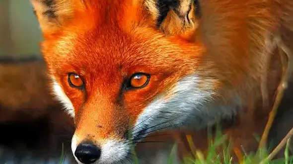 از روباه نارنجی تا فلامینگو و فرزندانش