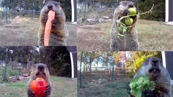 دزدی موش خرما او را حسابی معروف کرد + فیلم