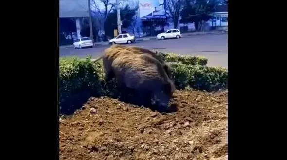 فیلم وحشتناک از پرسه گرازهای وحشی در خیابان های لاهیجان / ببینید