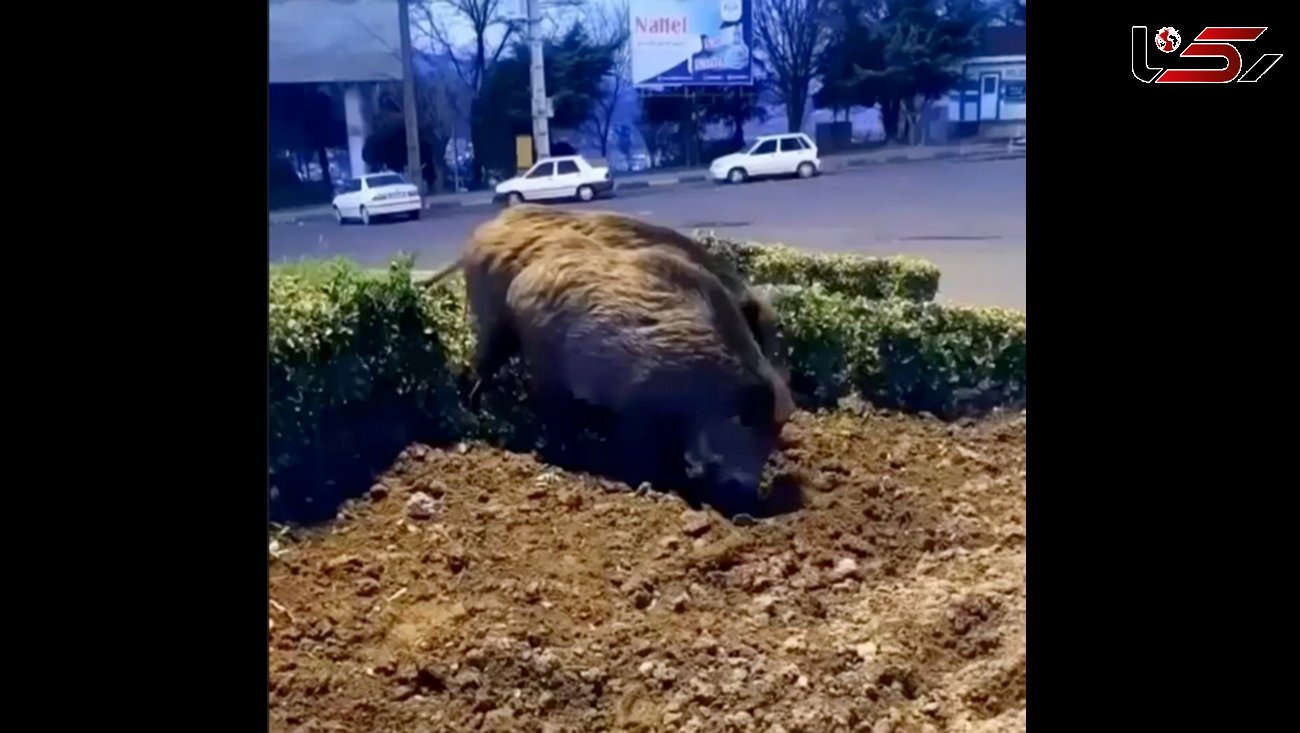 فیلم وحشتناک از پرسه گرازهای وحشی در خیابان های لاهیجان / ببینید