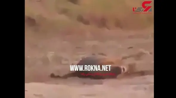 خشم مردم از اقدام وحشتناک یک شکارچی با سلطان جنگل+فیلم