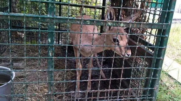  جان دادن بره‌آهو در قفس اداره پارک ملی گلستان 
