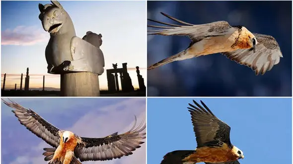 پرواز همای سعادت در آسمان ایران + عکس های جذاب پرنده‌ای که وعده نیک‌بختی می‌دهد