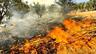 آتش شبانه درختان آهنشهر بافق را سوزاند