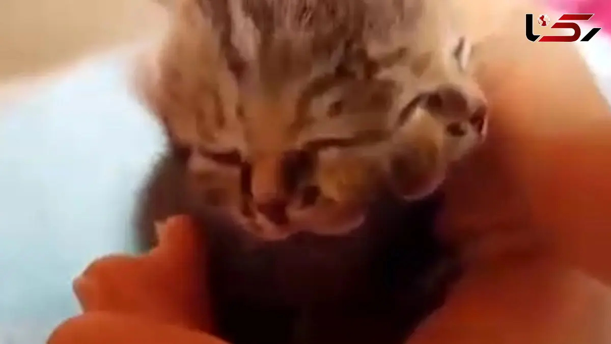 فیلم بچه گربه نادر دو سر در آفریقا