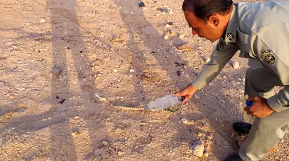 ورود خطرناکترین مار ایران به خانه ها در میرجاوه