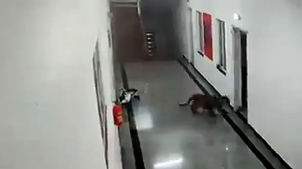 کارکنان دانشگاه پلنگ را دیدند میگن که ترسیدند + فیلم / هند